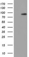 CDCP1 Antibody in Western Blot (WB)