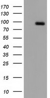 CDCP1 Antibody in Western Blot (WB)