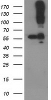 CDCP1 Antibody in Western Blot (WB)