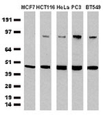CDCP1 Antibody in Western Blot (WB)