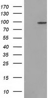 CDCP1 Antibody in Western Blot (WB)