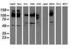 CDCP1 Antibody in Western Blot (WB)
