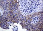 CDH1 Antibody in Immunohistochemistry (Paraffin) (IHC (P))