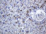 CDH1 Antibody in Immunohistochemistry (Paraffin) (IHC (P))