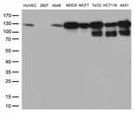 CDH1 Antibody in Western Blot (WB)
