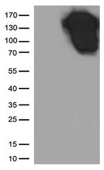 CDH1 Antibody in Western Blot (WB)