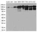 CDH1 Antibody in Western Blot (WB)