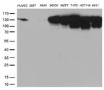 CDH1 Antibody in Western Blot (WB)