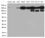 CDH1 Antibody in Western Blot (WB)