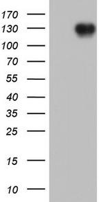 CDH2 Antibody in Western Blot (WB)