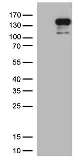 CDH2 Antibody in Western Blot (WB)