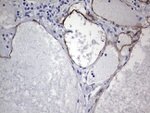 CDH4 Antibody in Immunohistochemistry (Paraffin) (IHC (P))