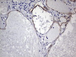 CDH4 Antibody in Immunohistochemistry (Paraffin) (IHC (P))