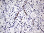 CDH4 Antibody in Immunohistochemistry (Paraffin) (IHC (P))