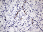 CDH4 Antibody in Immunohistochemistry (Paraffin) (IHC (P))