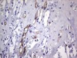 CDH4 Antibody in Immunohistochemistry (Paraffin) (IHC (P))