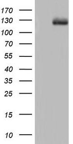 CDH5 Antibody in Western Blot (WB)