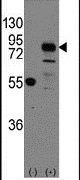 CDH9 Antibody in Western Blot (WB)