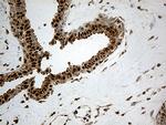 CDK15 Antibody in Immunohistochemistry (Paraffin) (IHC (P))