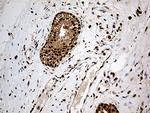 CDK15 Antibody in Immunohistochemistry (Paraffin) (IHC (P))