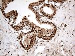 CDK15 Antibody in Immunohistochemistry (Paraffin) (IHC (P))