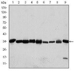 CDK1 Antibody in Western Blot (WB)