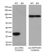 CDK2 Antibody