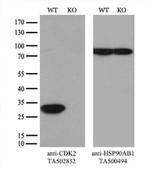 CDK2 Antibody in Western Blot (WB)