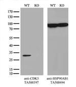 CDK5 Antibody
