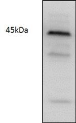 CDK9 Antibody in Western Blot (WB)