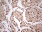 CDKL1 Antibody in Immunohistochemistry (Paraffin) (IHC (P))