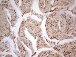 CDKL1 Antibody in Immunohistochemistry (Paraffin) (IHC (P))