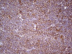 CDKL1 Antibody in Immunohistochemistry (Paraffin) (IHC (P))