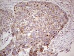 CDKL1 Antibody in Immunohistochemistry (Paraffin) (IHC (P))