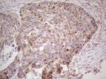CDKL1 Antibody in Immunohistochemistry (Paraffin) (IHC (P))