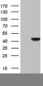 CDKL1 Antibody in Western Blot (WB)