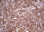 CDKL2 Antibody in Immunohistochemistry (Paraffin) (IHC (P))