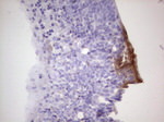 CDKL2 Antibody in Immunohistochemistry (Paraffin) (IHC (P))
