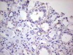 CDKL2 Antibody in Immunohistochemistry (Paraffin) (IHC (P))