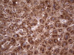CDKL2 Antibody in Immunohistochemistry (Paraffin) (IHC (P))