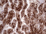 CDKL2 Antibody in Immunohistochemistry (Paraffin) (IHC (P))