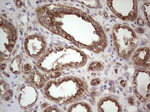 CDKL2 Antibody in Immunohistochemistry (Paraffin) (IHC (P))