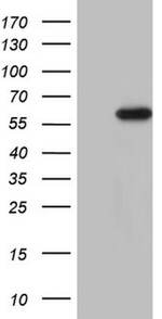 CDKL2 Antibody in Western Blot (WB)