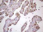 CDKN1A Antibody in Immunohistochemistry (Paraffin) (IHC (P))