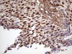 CDKN1A Antibody in Immunohistochemistry (Paraffin) (IHC (P))
