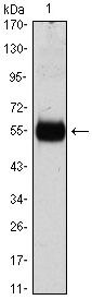 p27 Kip1 Monoclonal Antibody (3D8)
