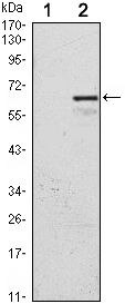 p57 Kip2 Monoclonal Antibody (3E3)