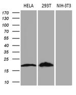 CDKN2A Antibody in Western Blot (WB)
