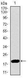p16INK4a Antibody in Western Blot (WB)