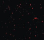 p16INK4a Antibody in Immunocytochemistry (ICC/IF)